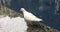 White Doves during Christmas in Honolulu on Oahu Island, Hawaii.