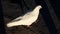 White doves denote love, peace and tranquility, but despite such a well-known fact