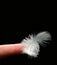 White down feather black background