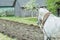 White draft horse at freshly ploughing field furrows background