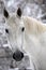 White draft horse in winter outdoors