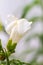 White dragon flowers or snapdragons Antirrhinum