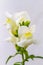 White dragon flowers or snapdragons Antirrhinum