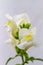 White dragon flowers or snapdragons Antirrhinum