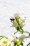 White dragon flowers or snapdragons Antirrhinum
