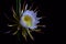 A white dragon fruit flower Pitaya blooming at night