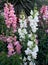 white dragon mouth flower in a garden in spring season