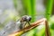 White dragonfly on leaf of grass in macro