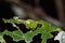 White dragontail caterpillar