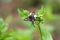 White Dragontail Lamproptera curius