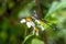 White Dragontail Lamproptera curius