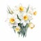 White Dream Daffodil Watercolor Painting On White Background