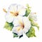 White Dream Hibiscus Watercolor Painting On White Background