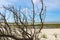 White driftwood branches in the foreground of a white sand beach