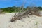 White driftwood branches lie on a white sand beach