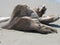 White driftwood sculpture on white sand.