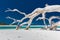 White driftwood tree on amazing Whitehaven Beach with white sand