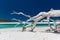 White driftwood tree on amazing Whitehaven Beach with white sand in the Whitsunday Islands, Australia