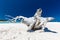 White driftwood tree on the Whitehaven Beach with white sand in the Whitsunday Islands, Queensland, Australia