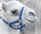 White Dromedary `Arabian` Camel, blue bridle