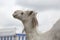 White dromedary camel