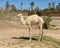 White dromedary camel calf standing at a spot in Marrakesh where tourists can pay for camel rides.