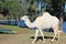 White dromedary in field