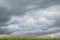 White drone over the field of flowering rape.