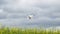 White drone over the field of flowering rape