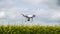 White drone over the field of flowering rape