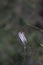 White dry flower, on a thin broken stem in the forest.