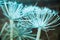 White dry Heracleum sosnowskyi flower, macro photo