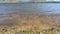 White Dry Moss Leaves and Green Herbs on the Calm Lake Shore