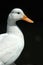 White duck