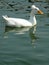 White duck