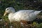 White Duck