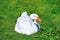 White duck