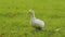 White duck