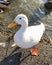 White duck at Apex Park, Burnham-on-Sea