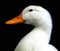 White duck (Aylesbury duck)