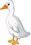 White duck cartoon