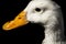 White duck closeup on black background.