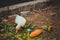 White duck eating