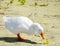 White duck eats bread