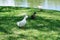 A white duck is feather pecking