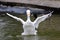 White Duck flapping