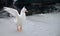 A white duck flaps its wings while standing on the ice