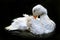 White duck grooming in water