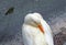 White duck hides its beak in feathers.Portrait of a  duck on a background of water