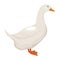 white duck illustration isolated on white background